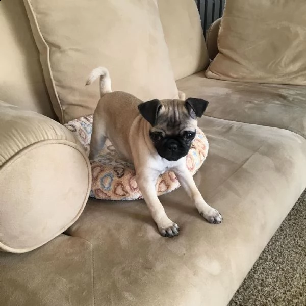 adorabile cucciolo di carlino in cerca di una nuova casa,