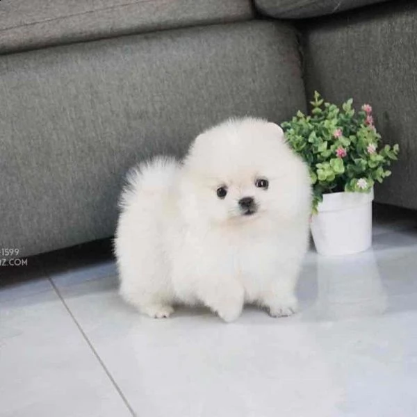 regalo cuccioli volpino pomerania color neri e bianco