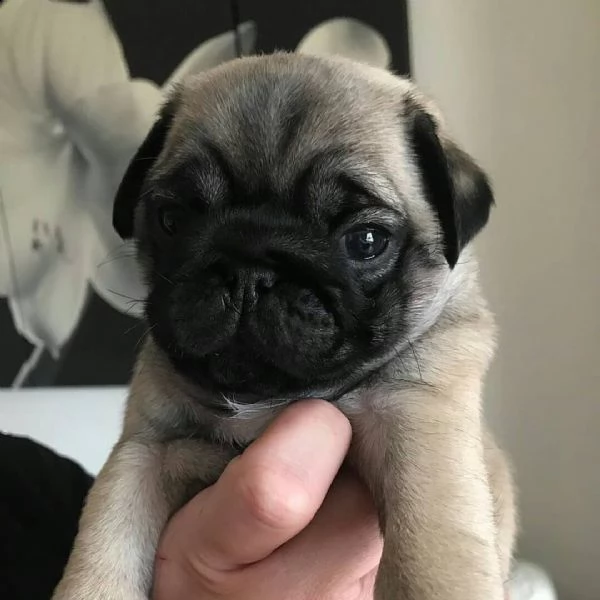 cucciolo di carlino mozzafiato