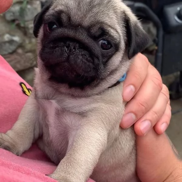 cucciolo di carlino mozzafiato | Foto 0