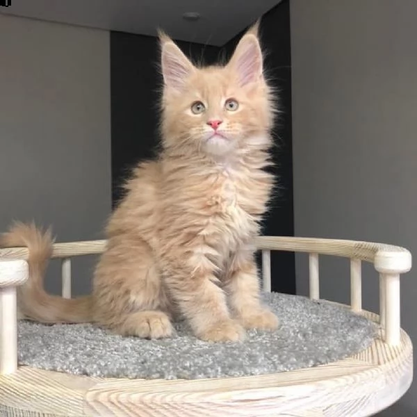 gattini maine coon per l'adozione. | Foto 0