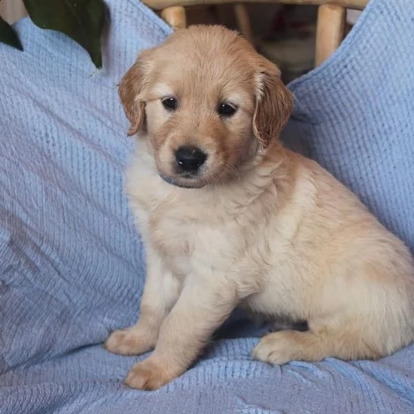 disponibili cuccioli di golden retriever maschi e femmine