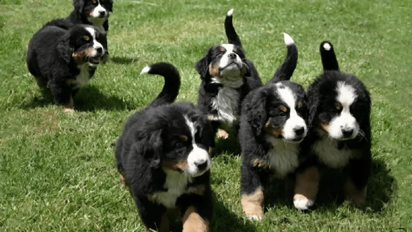 cuccioli di bovaro del bernese