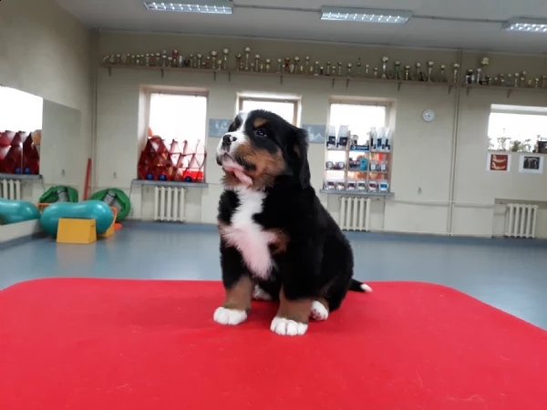 cuccioli di bovaro del bernese | Foto 1