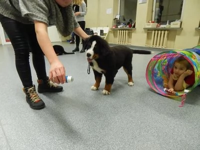 cuccioli di bovaro del bernese | Foto 0