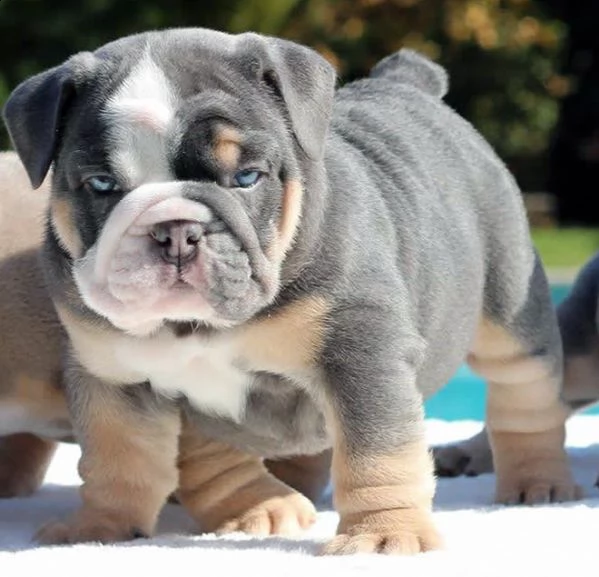 strepitosi cuccioli bulldog inglesi | Foto 0