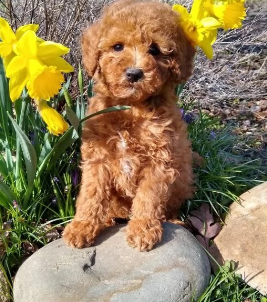   cuccioli di barboncino  femminucce e maschietti disponibili .