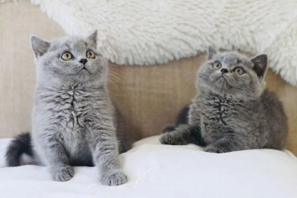 gattini british shorthair maschi e femmine