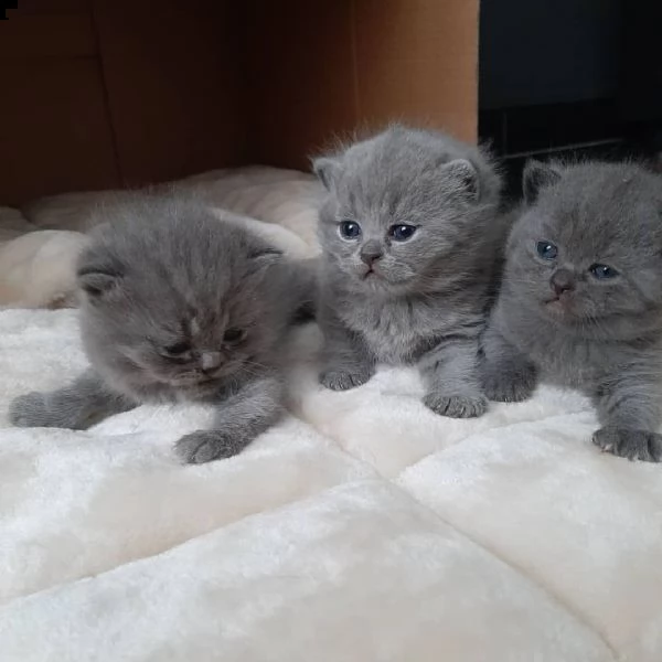 gattini british shorthair maschi e femmine | Foto 0