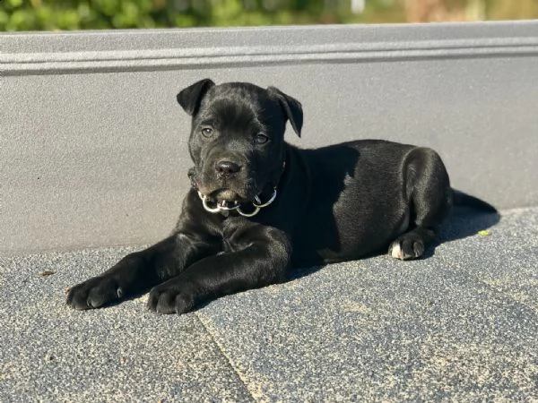 cuccioli di american staffordshire terrier 