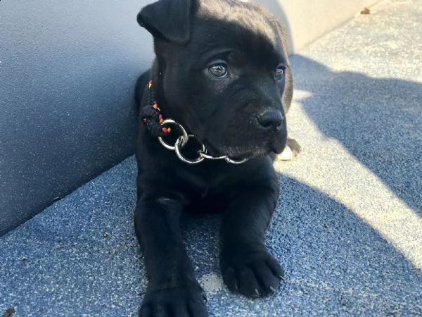 cuccioli di american staffordshire terrier  | Foto 0