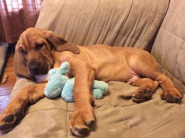 cuccioli bloodhound maschio e femmina