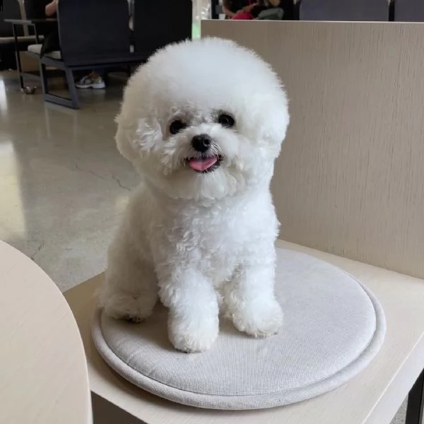 regalo bichon cuccioli meravigliosi ! 