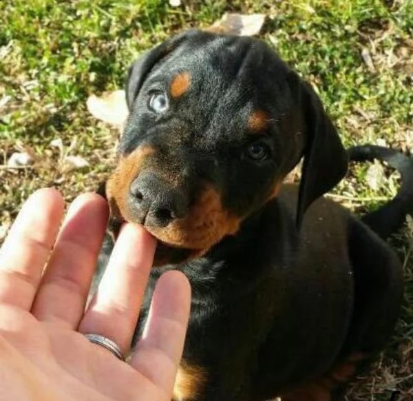   regalo adorabili cuccioli dobermann femminucce e maschietti gratuita i cuccioli sono vaccinati sve