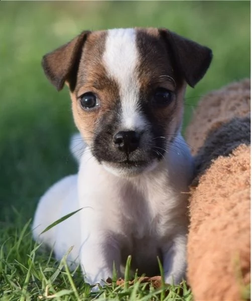 adorabili cuccioli di jack russell messi in adozione