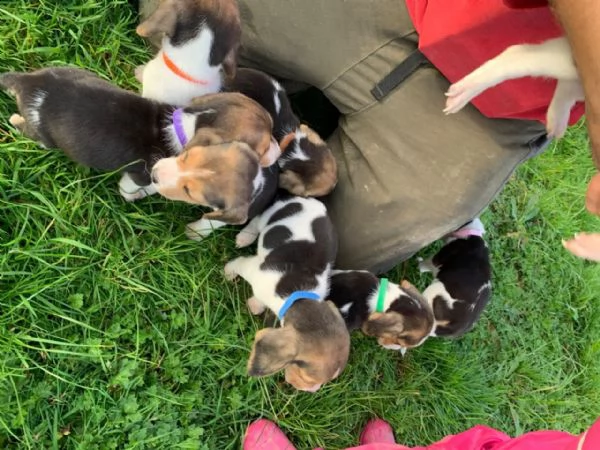 vendo cuccioli di beagle