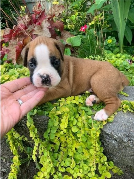 adorabili cuccioli di boxer  pronti per l'adozione