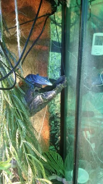 monitor dell'albero blu (varanus macraei) | Foto 1