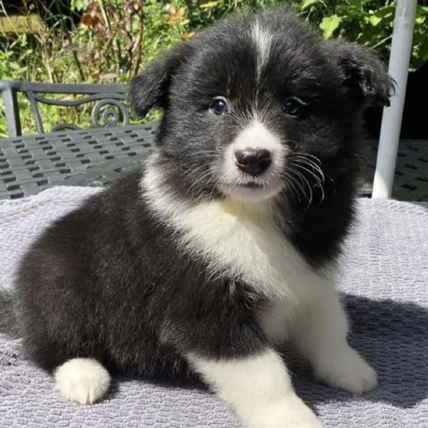 adorabili cuccioli di border collie  pronti per l'adozione