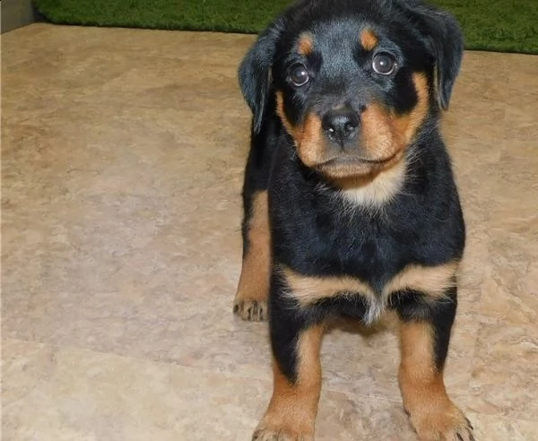 rottweiller cucciolo di rottweiler giocoso pronto per un nuovo amore.