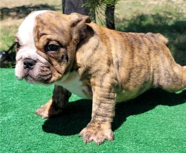 bulldog inglese abbiamo una bellissima cucciolata di bulldog britannici, 