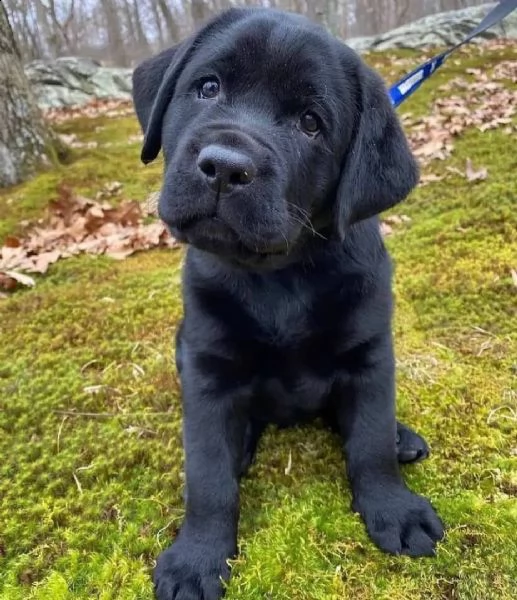 regalo bello labrador cuccioli maschi e femmine bello labrador , maschio e femmina, sverminato, con 