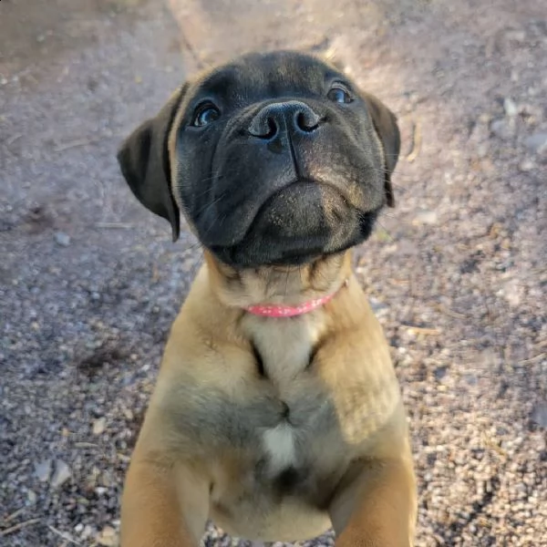 regalo cuccioli bullmastiff  adorabili cuccioli di bullmastiff femmine e maschi disponibili in adozi