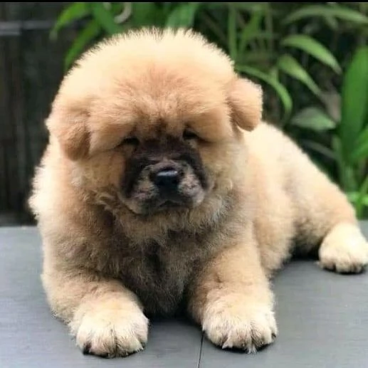 disponibili cuccioli di chow chow