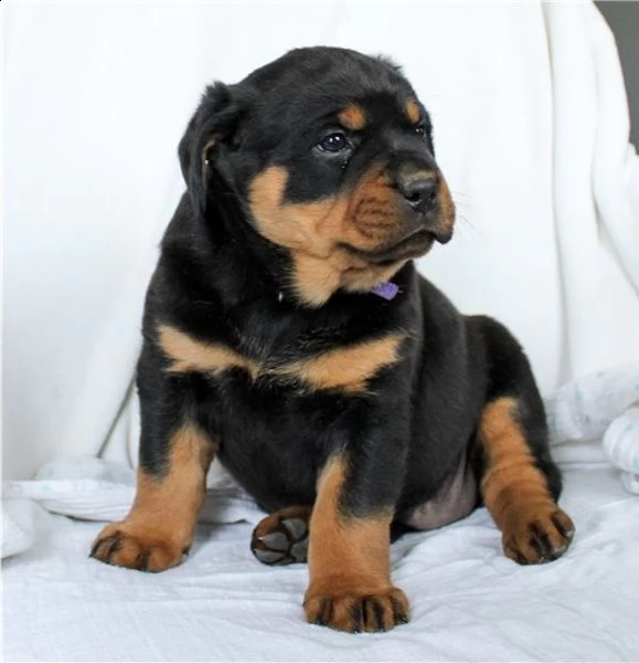 adorabili cuccioli di rottweiller impostati per l'adozione,