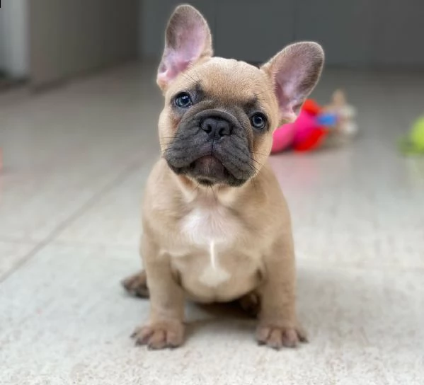 cuccioli di bulldog francese per l'adozione bellissimi cuccioli disponibili, carattere adorabile , s