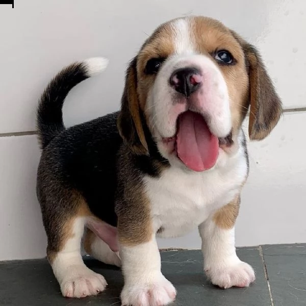 cuccioli di beagle