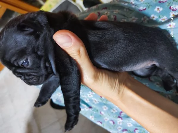 Cucciolo carlino nero  | Foto 3