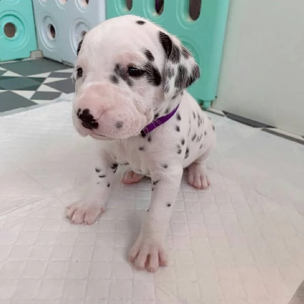 cuccioli dalmata