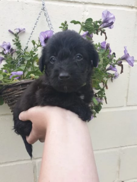 cuccioli di barboncino in adozione