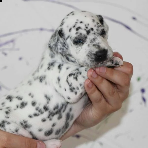 cuccioli dalmata | Foto 0