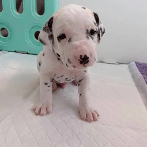 cuccioli dalmata