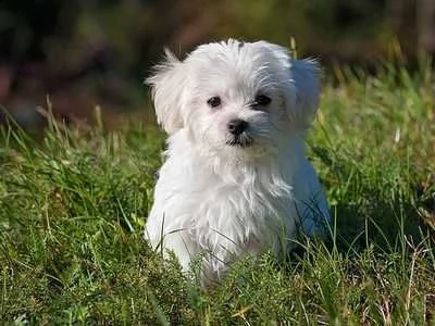 bellissimo maschietto di maltese toy di 60 giorni nato in casa da genitori visibili. il cucciolo ver