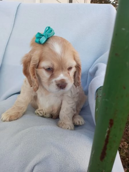 regalo cuccioli cocker spaniel