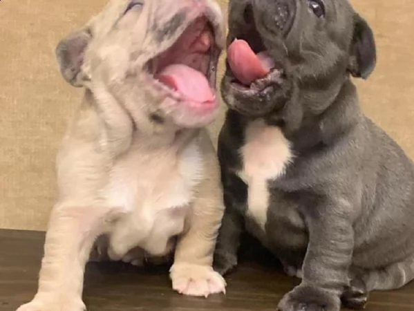 cuccioli di bulldog francese ben addestrati