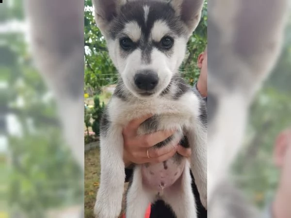 bellissimi cuccioli di husky siberiano. | Foto 0