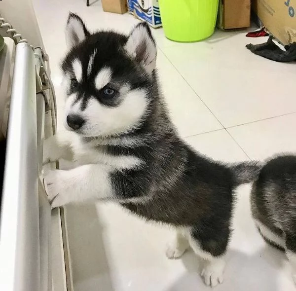 bellissimi cuccioli di husky siberiano.