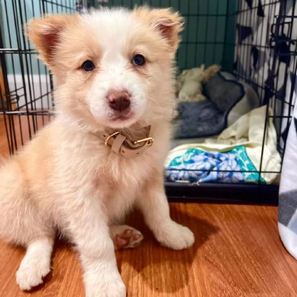 adorabili cuccioli di border collie femminucce e maschietti disponibili per l'adozione gratuita i cu