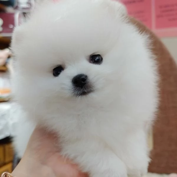 regalo cucciolo regalo volpino pomerania mini toy