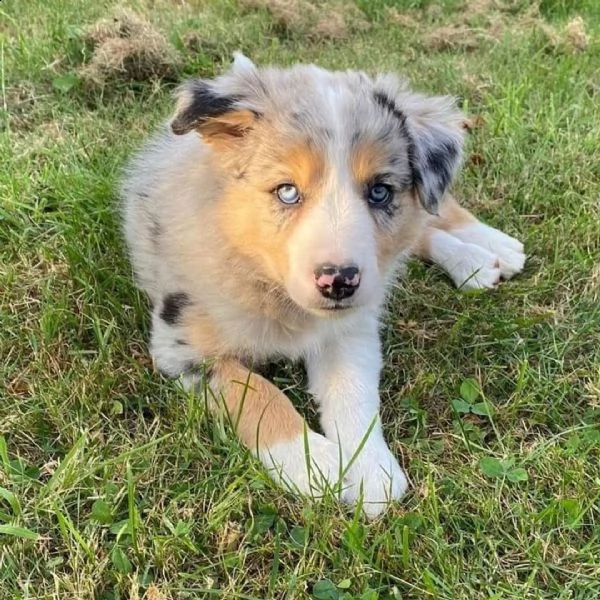 adorabili cuccioli di border collie  pronti per l'adozione