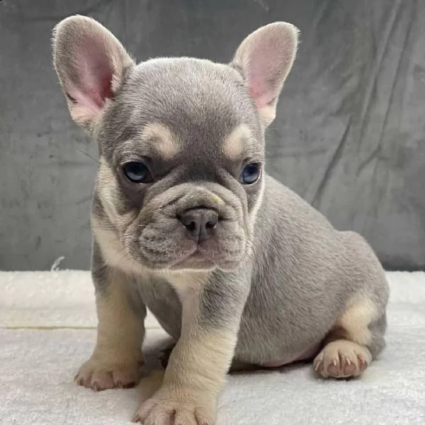 bulldog francese i nostri 6 bellissimi cuccioli di bulldog francese cercano una casa amorevole per s