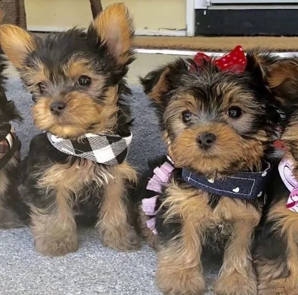 cuccioli di yorkshire terrier