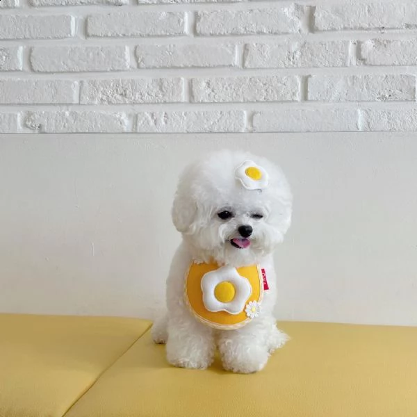 regalo bichon cuccioli meravigliosi ! 