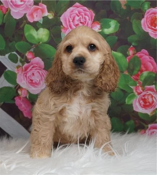 adorabili cuccioli di cocker spaniel pronti per l'adozione