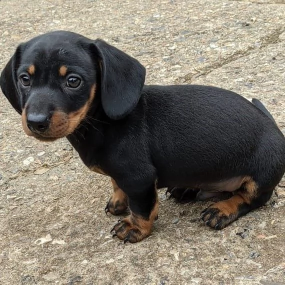 disponibili bellissimi cuccioli 2 femminuccia e maschietto. | Foto 0