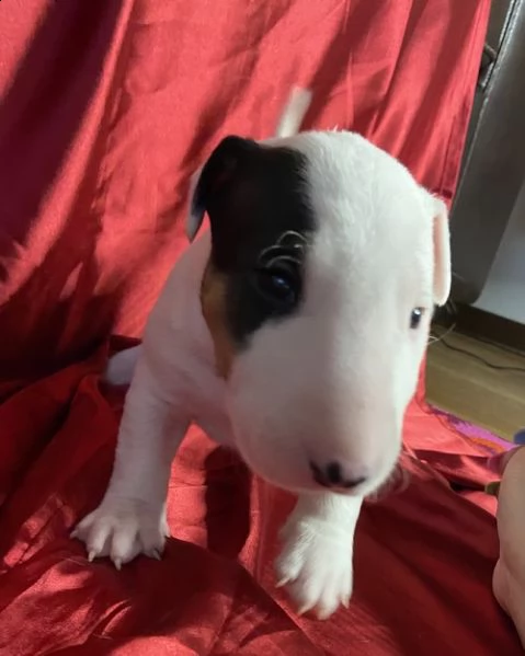 cuccioli di bull terrier  femminucce e maschietti disponibili per l'adozione